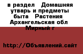  в раздел : Домашняя утварь и предметы быта » Растения . Архангельская обл.,Мирный г.